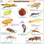 Harmful Insects Educational Chart